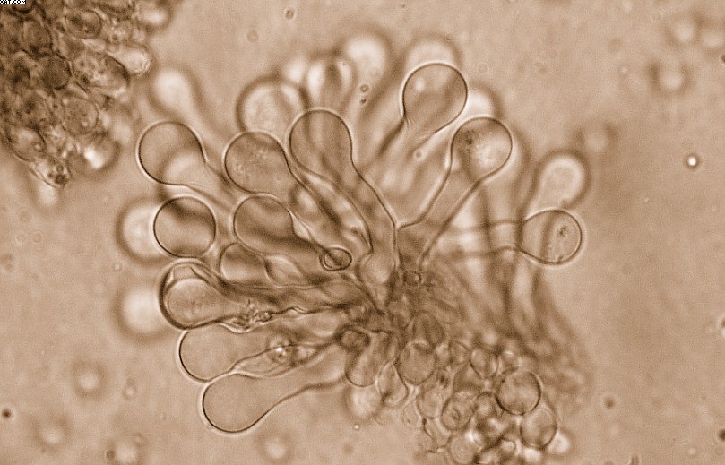 Simocybe haustellaris   ( Fr. )   Watling